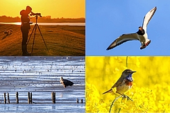 Collage aus Fotos der Kartierung