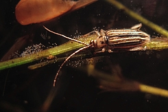 Käfer auf Seegras