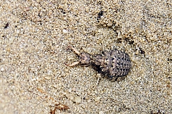 Ameisenlöwe im Sand
