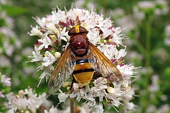 Große Schwebfliege auf Blütenstand