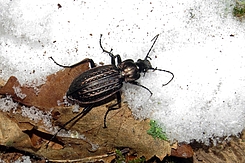 Käfer auf Schnee