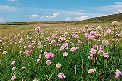 Blütenteppich