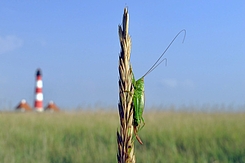 Schrecke auf Ähre