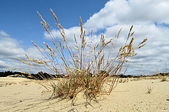 Silbergras auf offenem Sand