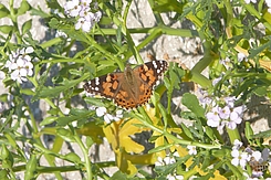 Distelfalter im Spätsommer
