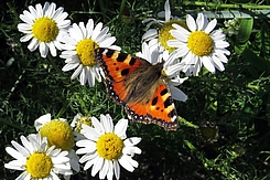 Schmetterling auf Nahrungssuche