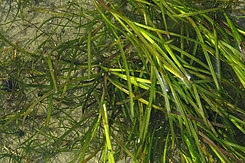 Großes und Kleines Seegras in Flachwasser