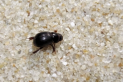 Kleiner Käfer auf Sandkörnern